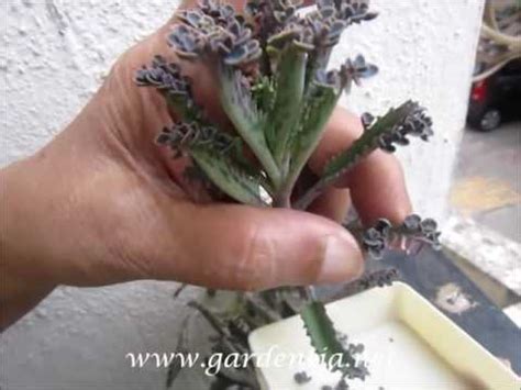 Kalanchoe propagation - YouTube