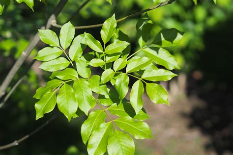 UDENHOUT TREES | Fraxinus ornus