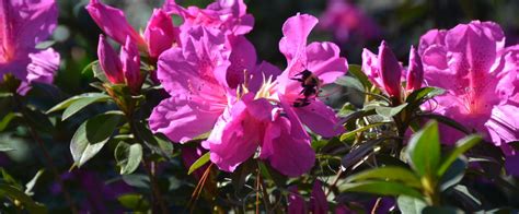 Azaleas at Ravine Gardens | Florida State Parks