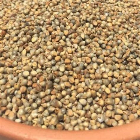 Millet Pearl Seeds, Packaging Type: PP Bag, Packaging Size: 5-10kg at Rs 75/kg in Noida