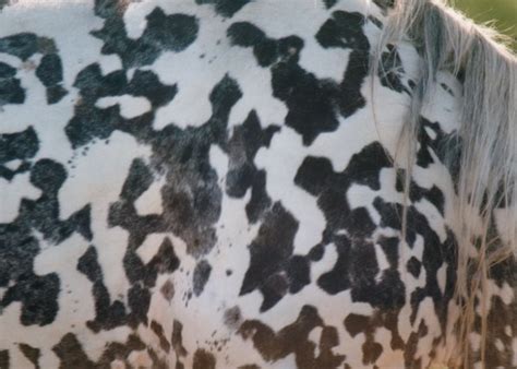 Appaloosa Color Patterns Above and Beyond the Usual