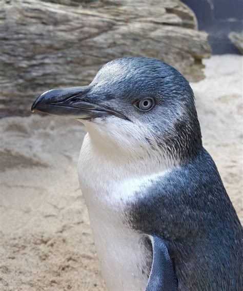 Why New Zealand's National Aquarium (And The Internet) Is Shaming ...