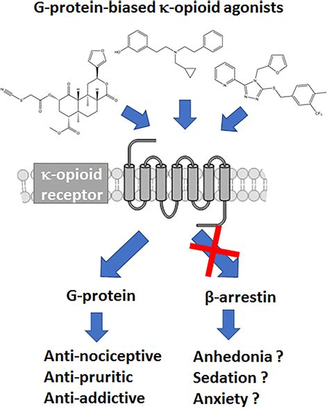 Frontiers | A Review of the Therapeutic Potential of Recently Developed ...