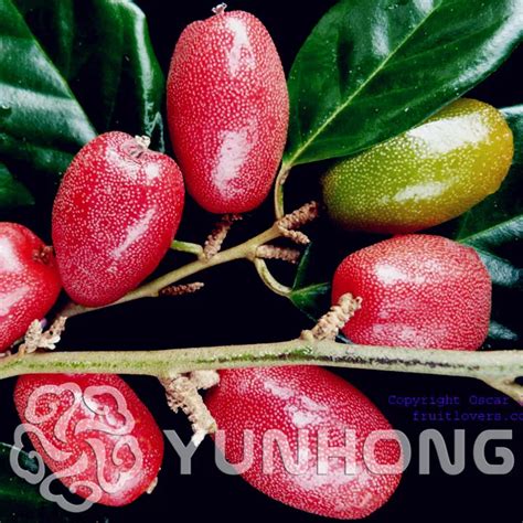 A King Of Fruits Flesh Goat's Milk fruit bonsai 50pcs Pot Fruit bonsai High Year Results ...