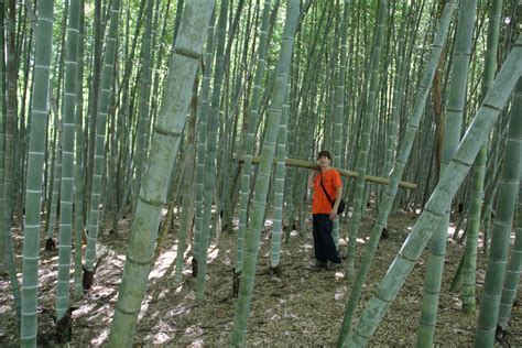 Phyllostachys edulis 'Jaquith' Moso | Bamboo Garden