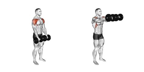 Dumbbell Front Raise to Work Your Front Deltoid | A Lean Life