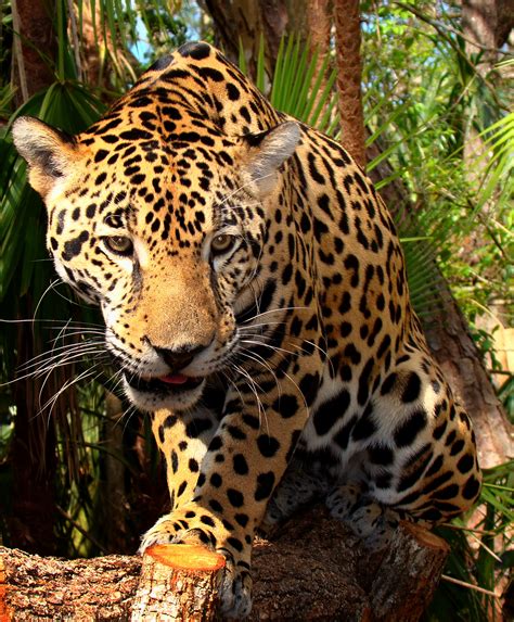 File:Junior-Jaguar-Belize-Zoo.jpg