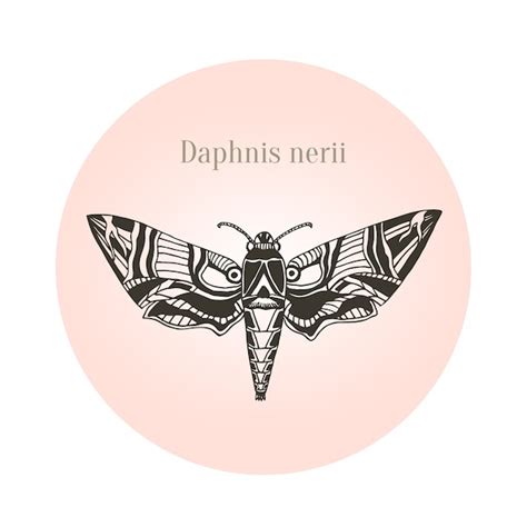 Premium Vector | Oleander hawk moth tattoo art. daphnis nerii. vector illustration.