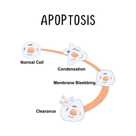 Apoptosis Programmed Cell Death The natural process of cell death ...