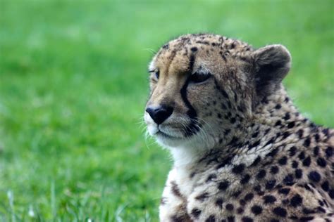 Cheetah | meow | Bradmanisio | Flickr