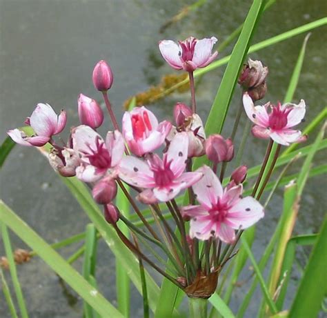 Flowering Rush (Butomus umbellatus) | Naturescape Wildflower | Plants ...