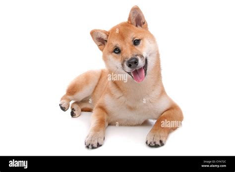 Japanese Shiba Inu dog Stock Photo - Alamy