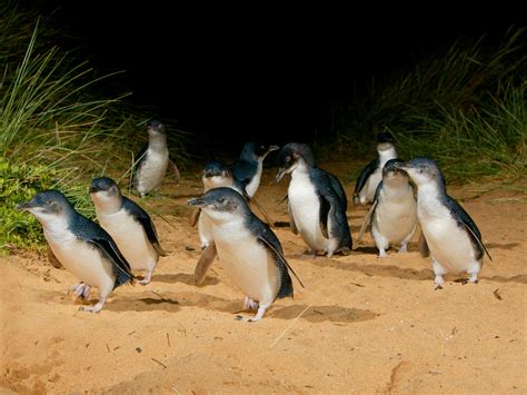 Melbourne's premier Phillip Island Penguin Tour including exclusive ...