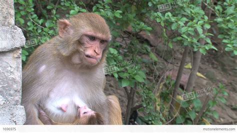 Close Up Monkey Breastfeeding A Baby And Jumps Awa Stock video footage | 1696975