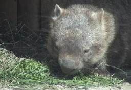 Wombat Diet | TJMBB