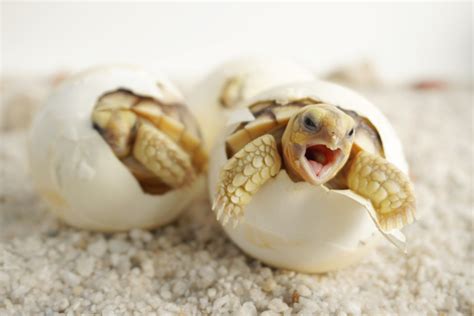 Close Baby Tortoise Hatching African Spurred | Baby tortoise, Turtle images, Baby turtles