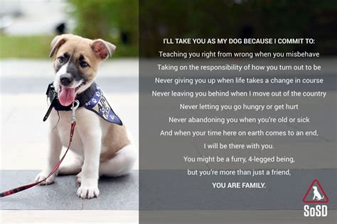 How to Adopt a Dog | Where to Adopt a Dog in Singapore