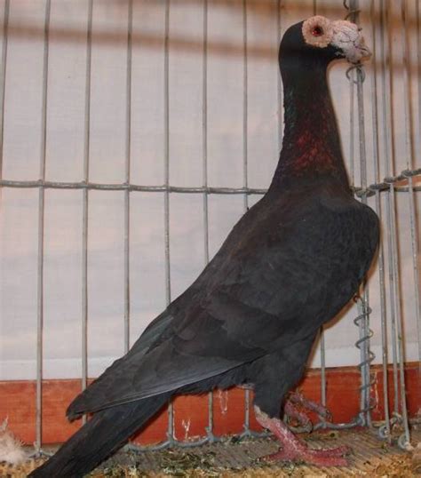 English Carrier Pigeon ~ ENCYCLOPEDIA OF PIGEON BREEDS