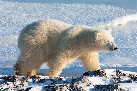 Oso Polar » Características, Alimentación, Hábitat, Reproducción ...