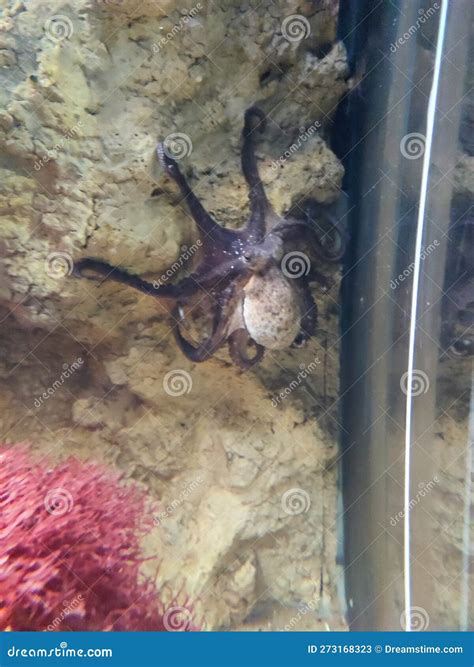 Octopus in Aquarium stock image. Image of aquarium, wather - 273168323