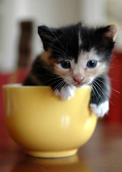 It's HD | Animals-Funny-Wallpapers: cute kittens in cups