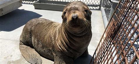 Two Orphaned Steller Sea Lion Pups Get a Second Chance at Life | The Marine Mammal Center