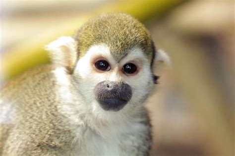 Reid Park Zoo Announces Death of Squirrel Monkey Dazzle | Reid Park Zoo