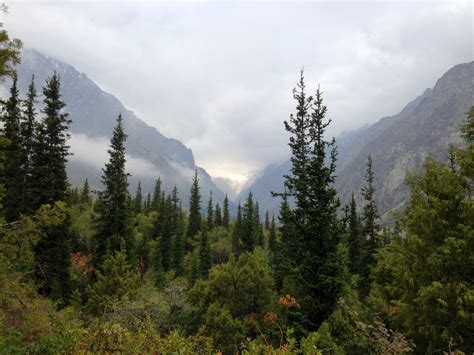 Tian Shan Montane Conifer Forests | One Earth