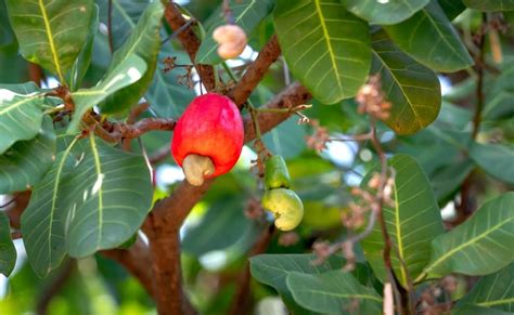 A three-day festival in Goa celebrates cashew and coconut | Mint Lounge