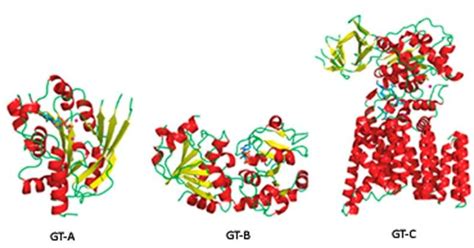 Representative structures of glycosyltransferases type GT-A, GT-B and ...