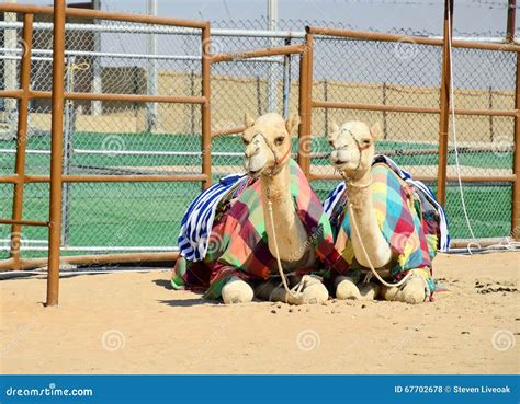 Al Dhafra Camel Festival In Abu Dhabi Stock Image | CartoonDealer.com #67702735