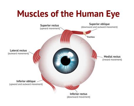 Eye Muscle Anatomy