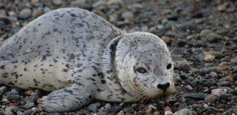 Wildlife in the Pacific Northwest Photo Gallery | Island Adventures