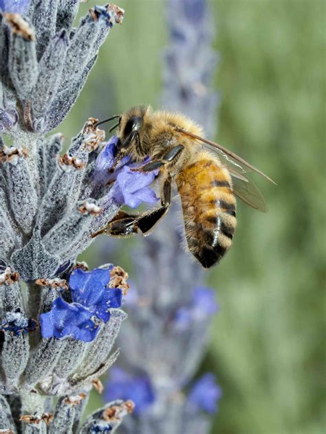 Australian scientists need your help keeping track of exotic bees (please)