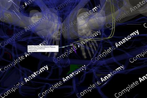 Testicular Pampiniform Plexus (Right) | Complete Anatomy