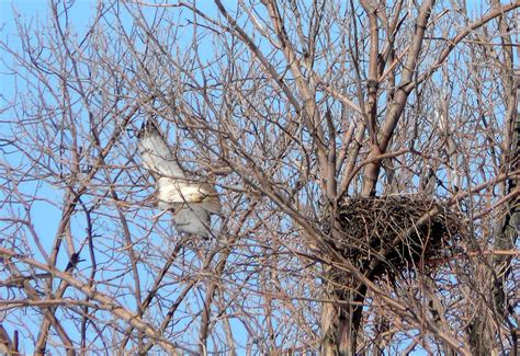 ~Red-tail Hawk Nests 2008~ | Flickr