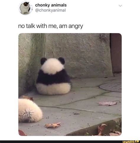 ( chonky animals no talk with me, am angry - iFunny | Funny animal jokes, Funny animal memes ...