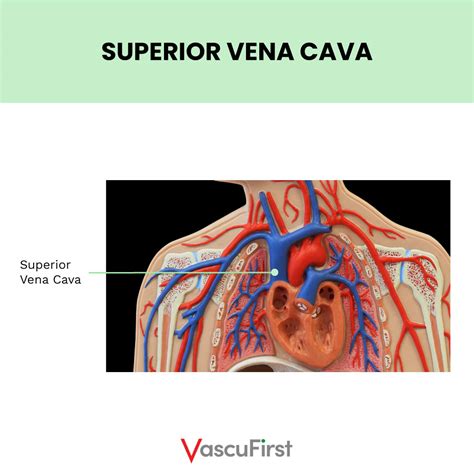 Overview of anatomy and physiology related to vascular access: veins of ...