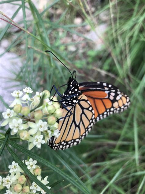 Whorled Milkweed (Asclepias Verticillata) with butterfly_1 | The Round ...