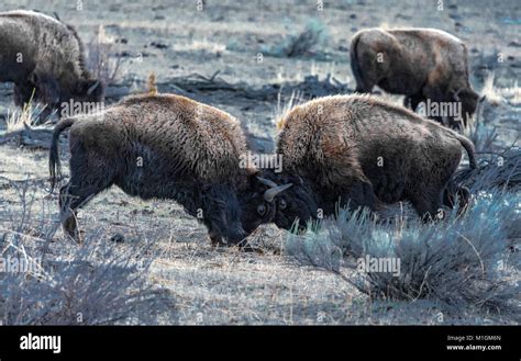 American Bison, Bison bison, in Yellowstone National Park in Winter ...