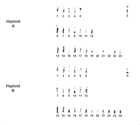 G-banding karyotype of the Maipures specimen with 50 chromosomes. The X... | Download Scientific ...