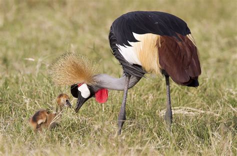 Grey-crowned Crane | Beautiful birds, Pet birds, Colorful birds