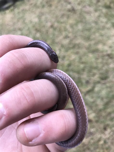 Found a baby black snake in my yard this morning : r/pics