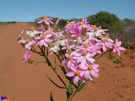 WILDFLOWERS | Western Australia - Shoenia cassiniana | Wild flowers, Australian wildflowers ...