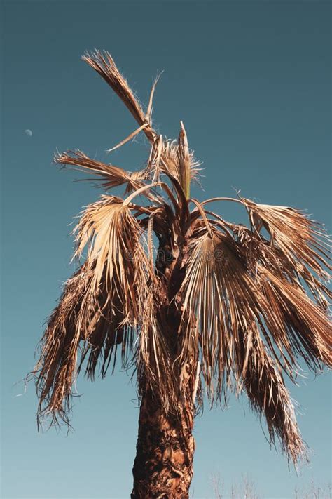 Dead Palm Tree with Dry Branches on Florida Home Backyard. Tree Removal ...