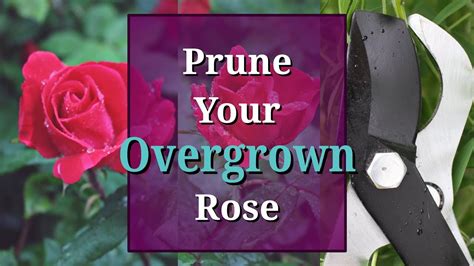 Prune Overgrown Roses - YouTube