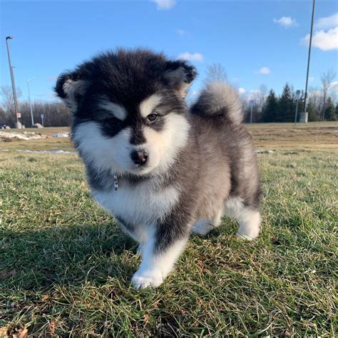 Mini Fluffy Mini Alaskan Malamute Puppy - Pets Lovers