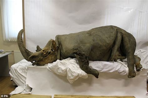 Woolly rhinos were wiped out by climate change not humans | Daily Mail Online