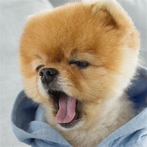 10 Most Adorable Photos Of Sleepy Jiff Pom – YMBNews