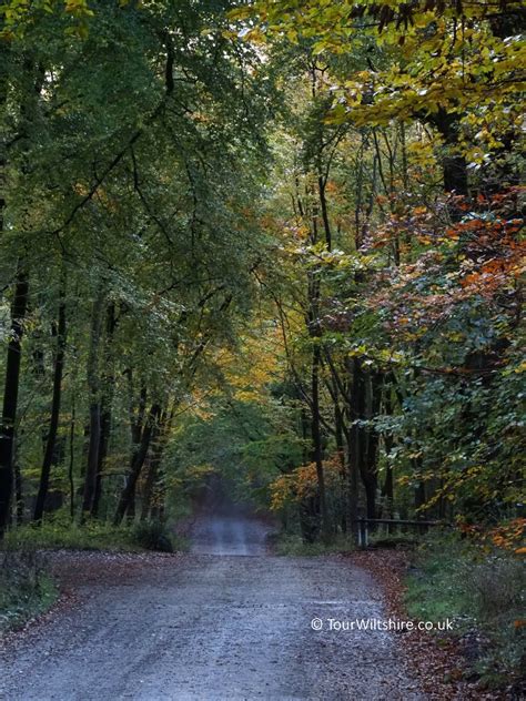 Savernake Forest - Tour Wiltshire